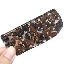 36.4G SERICHO Pallasite olive meteorite slices - from Kenya TA470 picture