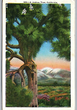 Joshua Tree, CA Postcard California 1937 Vintage View of Desert Mountains Card picture
