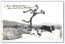 c1940's Joshua Tree Running Man Chasing Dogs Terrier RPPC Photo Postcard picture