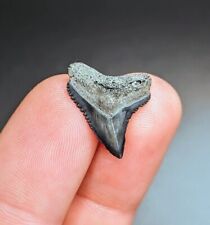Beautiful Fossilized Bull Shark Tooth From North Florida picture