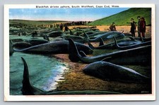 Blackfish Whale Stranding South Wellfleet Cape Cod MA Postcard picture