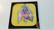 Glass Magic Lantern Slide DUL HUMAN PHYSIOLOGY THE HEART picture