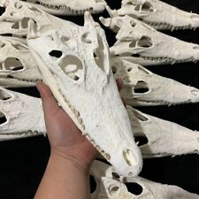 NEW 1 pcs Real Crocodile Skull Taxidermy (From the farm) Animal skull specimen picture
