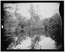 Rice Creek,wetlands,water bodies,Florida,FL,Detroit Publishing Company,1880 picture