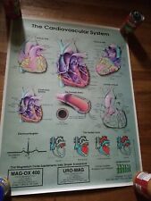 New Vintage 1993 Poster Cardiovascular System Blaine Medical Visual 25x33