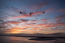 2017 16X20 PHOTO 3 PELICANS FIRE SUNSET BEACH MARCO ISLAND TIGERTAIL BEACH FL. picture