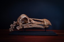 Dodo Skull Replica with Display Base – Life Size Extinct Bird Model picture
