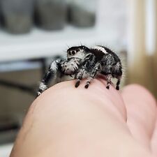 Regal Jumping Spider babies Dark Phase (Phidippus Regius) picture