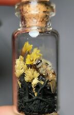 Real Preserved Honey Bee Vial Oddity Curiosity Jar picture