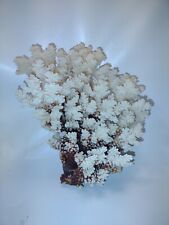 Natural Genuine Brown Stem Coral Home Decor 7 1/8