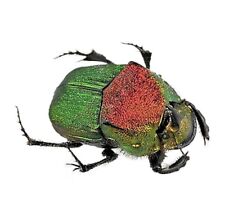 Phanaeus vindex male ONE REAL GREEN HORNED RHINOCEROS DUNG BEETLE PINNED picture