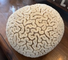 Large Natural Brain Coral Shell Specimen Approx. 7.5 x 7 inches picture