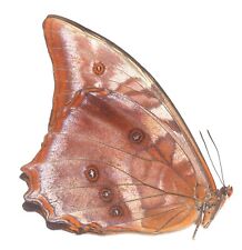 LEPIDOPTERA, NYMPHALIDAE, MORPHINAE, MORPHO AMPHITRYON from PERU picture