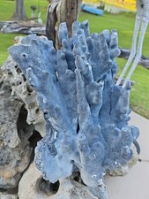 10 lb Nat Blue Coral Reef Cluster Marine Mineral Crystal Specimen Aquarium 14" picture