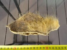 WOOLLY RHINO genuine skin with a little hair (fur) frag Pleistocene 17x7 cm 30 g picture