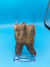 🆒HUGE Authentic Woolly Rhino Tooth Russia Siberia Ice Age 3.97 In. Teeth Jaw 🦏 picture