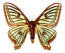 Insect Moth Graellsia isabellae-Rare Spanish Moon Moth-Perfect FEMALE picture