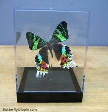 Real 3D Framed Butterfly: Sunset Moth - Table Top  picture