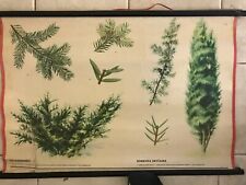Original botanical school chart of European Yew picture