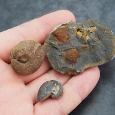 3x Czech Fossil gastropods bivalves Ordovician Fossiles picture