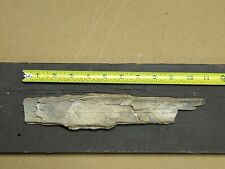 Woolly Mammoth Fossil Tusk Piece 10-3/4” -chalky Tan as found on Alaska beach  picture