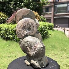 16.43LB TOP Natural Beautiful ammonite fossil conch Crystal specimen heals 1516 picture