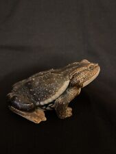 Vintage 1960s porcelain Hirado Toad | Made in Japan picture