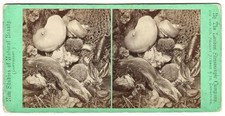 Antique MARINE BIOLOGY STEREOVIEW CARD Natural History NEW STUDIES OF BEAUTY picture