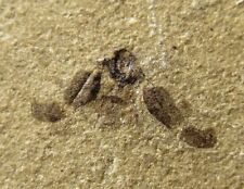 Fossil insect on matrix - Green River fm, Rio Blanco, Colorado insect picture