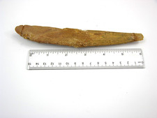 Hybodus Cretaceous Jurassic Shark dorsal fin spine fossil  RARE 7" hy13 picture