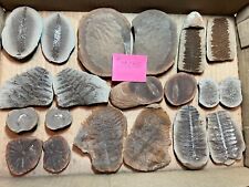Mazon Creek Fossils , Lot of 10 Pairs  #MC55 Plants, Animals, Nice Assortment  picture