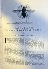 1912 Tsetse Fly Sleeping Sickness Disease illustrated picture