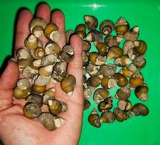 SEA SHELL FOSSIL, WHOLESALE LOT 10PCS+1PC FREE VIVIPARIDAE FROM JAVA, INDONESIA picture