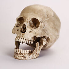 Resin Replica 1:1 Life Human Anatomy Skull Collectable Bar Decoration Teaching picture