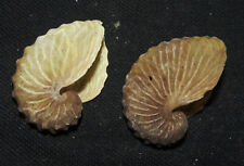 40,42 mm 2 Pcs Argonauta Hians Seashell Sea Shell Phuket Thailand Shell No Acid picture