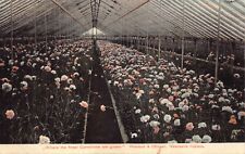 Postcard Greenhouse of Carnations Weiland & Otinger in Newcastle, Indiana~130687 picture