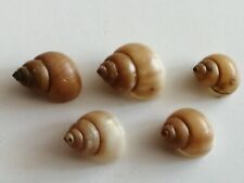 Freshwater Shells Filopaludina javanica 5 pieces snail picture