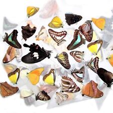 100 BUTTERFLIES MOTHS UNMOUNTED WINGS CLOSED WHOLESALE LOT MIX COLLECTION picture