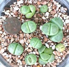 Mesembs Plant--Lithops dinteri 'Dintergreen' C206A--ONE Seedling from Pot picture