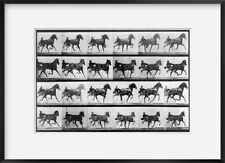 Photo: Animal Locomotion. Plate 613, Harness racehorse in motion, Eadweard Muybr picture