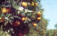 VINTAGE 1930'S ORANGES AND BLOSSOMS GREEN AND RIPE FRUIT - POSTCARD picture