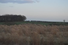 Photo 6x4 Biofuel crop Harpham  c2016 picture