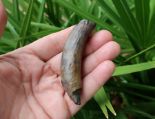 Extinct Sperm Whale Fossil Tooth Florida Miocene Epoch picture