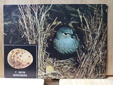Weet Bix Australian Bird Life 🏆#7 SATIN BOWERBIRD 1963 Card🏆 picture