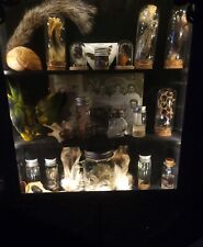 oddities and curiosities Mini Cabinet 15 X 11×3 Lights Up picture
