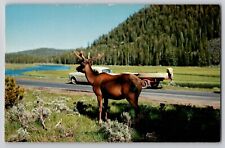 Yellowstone National Park Bull Elk Madison River Chrome Vtg Postcard 1950-60's picture