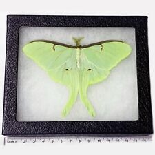 Actias luna REAL FRAMED GREEN NORTH AMERICAN LUNESTA MOTH RESTING POSE picture