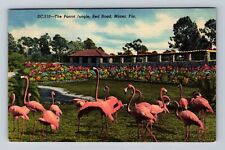 Miami FL-Florida, The Parrot Jungle, Red Road, Antique, Vintage c1953 Postcard picture