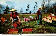 Harvesting Cranberries Cape Cod Massachusetts Vintage Chrome Postcard picture