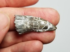 Large 1.2" Postosuchus Tooth Chinle Formation Triassic T Rex picture